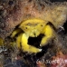 crab_sponge_shr_tam_h_0029_bal6402.jpg